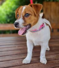 Jack Russell Puppies For Adoption Image eClassifieds4u 2