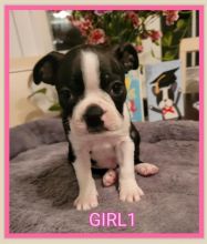 Purebred Boston Terrier