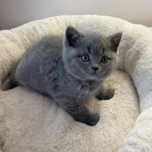Registered male British short-haired kitten available for sale