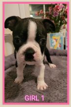 Purebred Boston Terrier Image eClassifieds4u 4