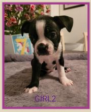 Purebred Boston Terrier Image eClassifieds4u 3