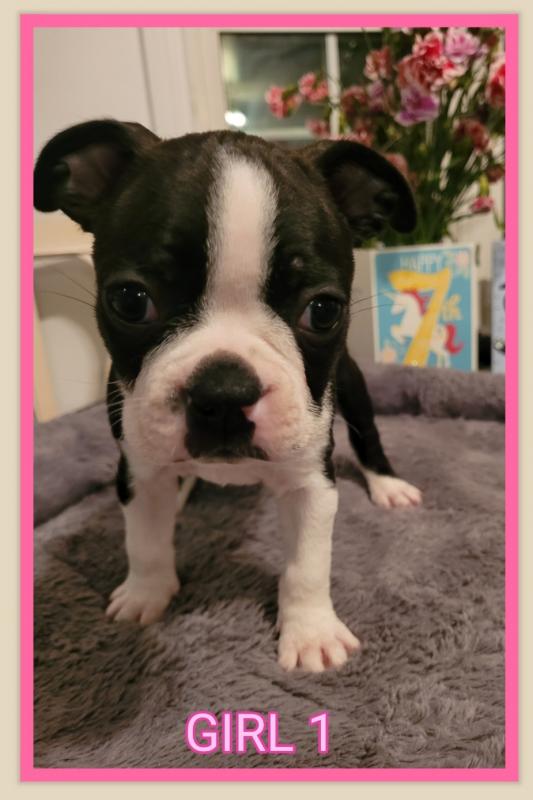 Purebred Boston Terrier Image eClassifieds4u