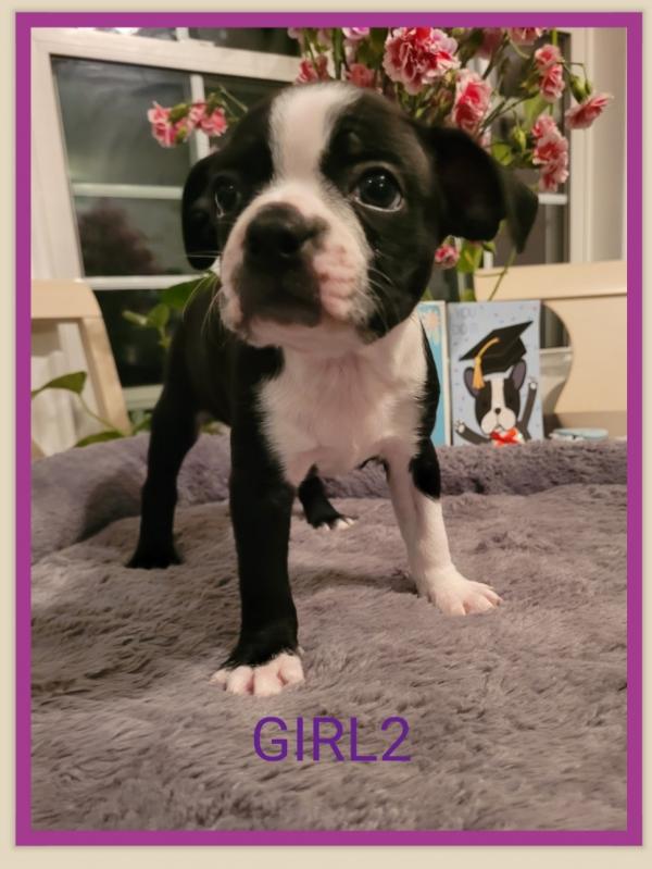 Purebred Boston Terrier Image eClassifieds4u