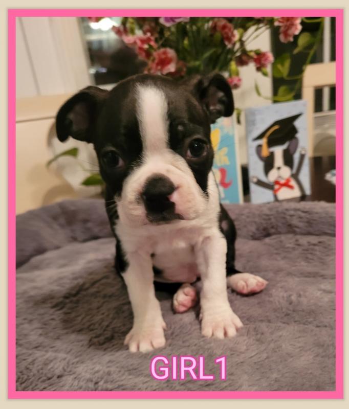 Purebred Boston Terrier Image eClassifieds4u