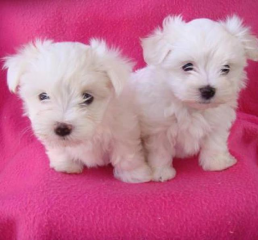 🟥🍁🟥 CANADIAN 🐶 MALTESE PUPPIES AVAILABLE Image eClassifieds4u