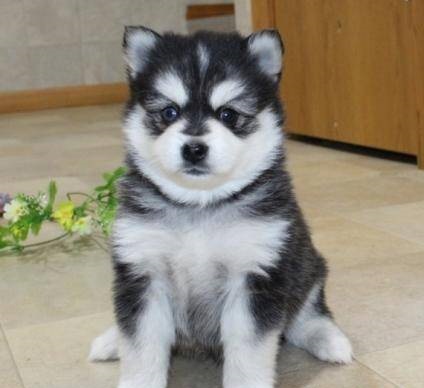 We have 2 female and 2 male Pomsky puppies for re-homing. Image eClassifieds4u