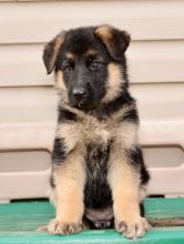 🟥🍁🟥 CANADIAN 🐶 GERMAN SHEPHERD PUPPIES AVAILABLE