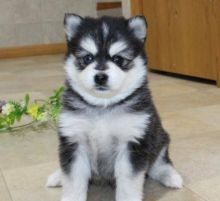 We have 2 female and 2 male Pomsky puppies for re-homing.