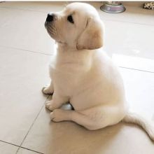 Labrador retriever puppies for good re homing to interested homes.