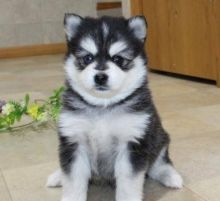 Lovely and playful Pomsky Pups