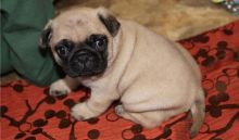 Adorable, Sweet Male and Female Pug Puppies