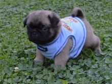 Cute Boy And Girl Purebred Pug Puppies
