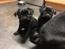 Excellent Pedigree Pug Puppies