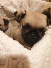 trained @@11 weeks old male and female @@Pug puppies