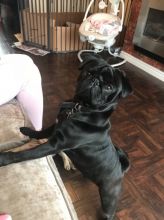 Young Pug Puppies Ready to Leave