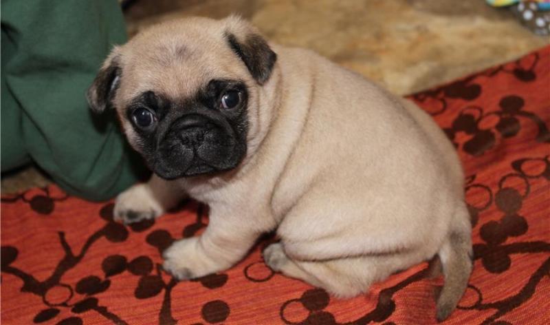 Adorable, Sweet Male and Female Pug Puppies Image eClassifieds4u