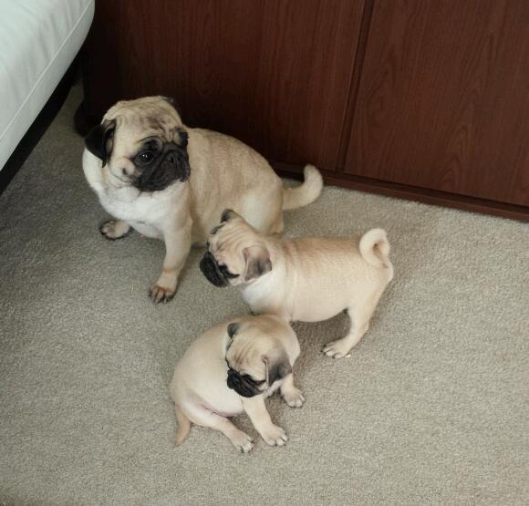 ✅💕 C.K.C MALE AND FEMALE PUG PUPPIES AVAILABLE✅💕 Image eClassifieds4u