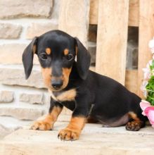 🟥🍁🟥 CANADIAN 🐶 DACHSHUND PUPPIES AVAILABLE Image eClassifieds4U