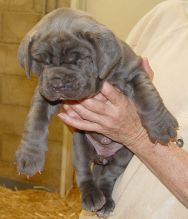 ✅💕 C.K.C MALE AND FEMALE NEAPOLITAN MASTIFF PUPPIES ✅💕 Image eClassifieds4U