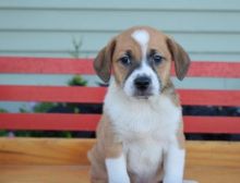 🟥🍁🟥 CANADIAN 🐶 Sheltie Puppies PUPPIES AVAILABLE Image eClassifieds4u 2