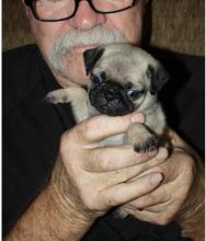 healthy, loving, and well socialized puppies pugs Image eClassifieds4U