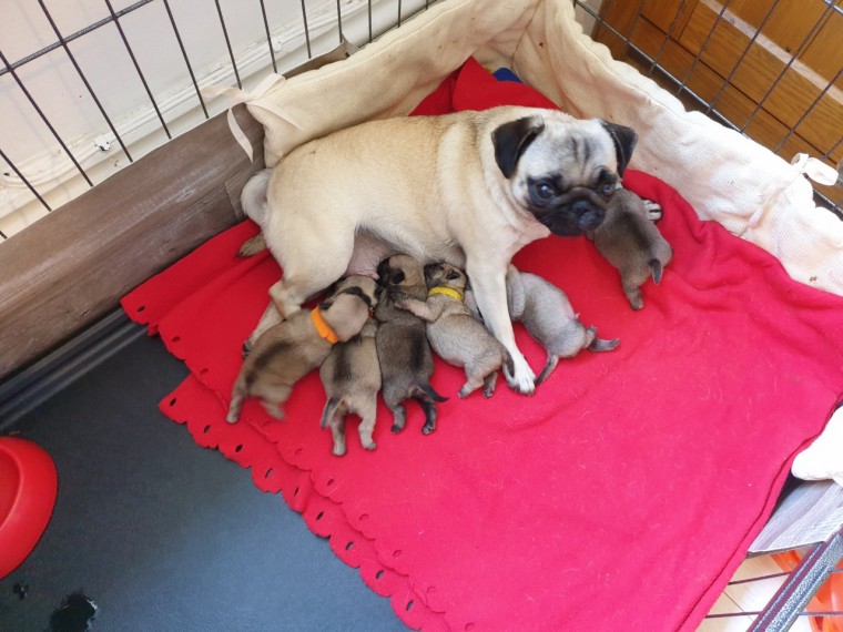 Potty Trained Male and Female Pugs For Sale Image eClassifieds4u