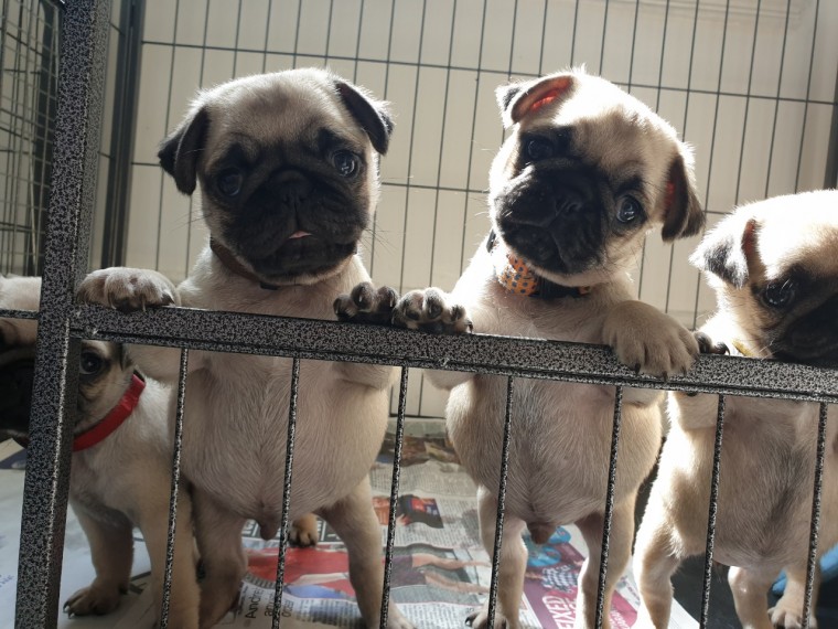 Pug Puppies (pugs) Image eClassifieds4u