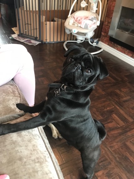 Young Pug Puppies Ready to Leave Image eClassifieds4u