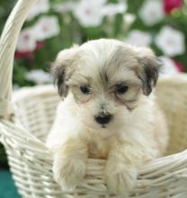 C.K.C MALE AND FEMALE MALTIPOO PUPPIES AVAILABLE