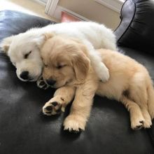 cute and adorable Golden Retriever puppies for adoption(ashleemiller725@gmail.com)