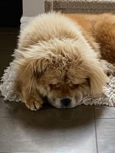 1 Year Old Chow Chow For Sale