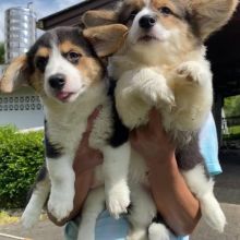 ADORABLE PREMBROKE CORGI PUPPIES (anabelcelia54@gmail.com )