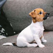 beautiful Jack russell puppies for free adoption(melllisamouwel21@gmail.com)