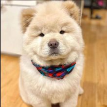 Healthy Chow Chow Puppies Available (montestheresa818@gmail.com)