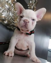 QUALITY FRENCH BULLDOG PUPPIES (mendezphilip34@gmail.com )