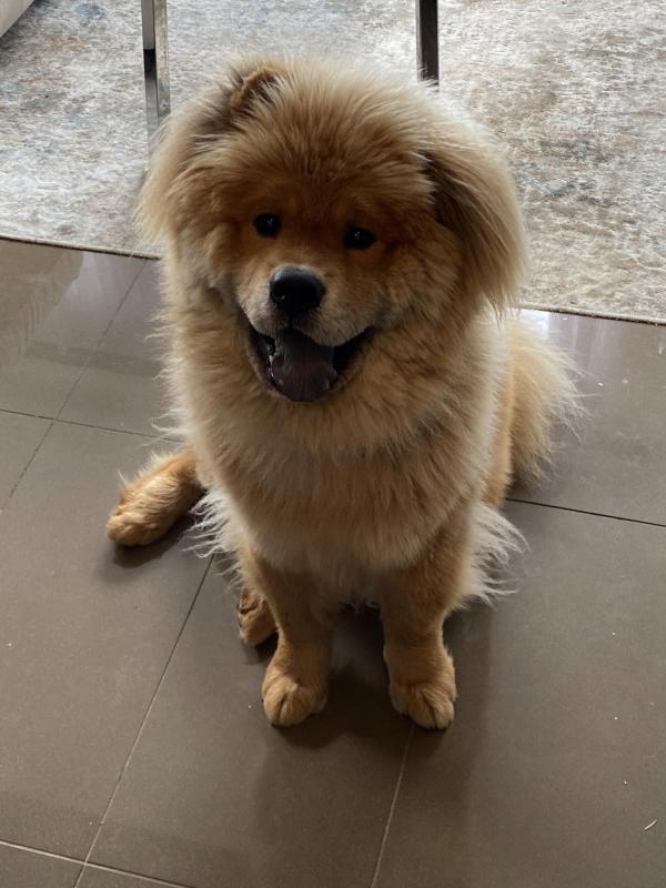 1 Year Old Chow Chow For Sale Image eClassifieds4u