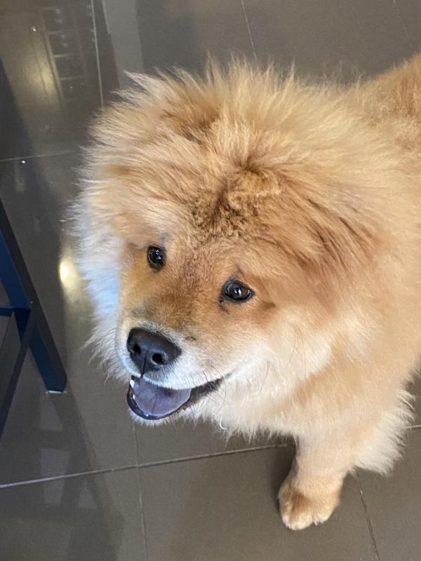 1 Year Old Chow Chow For Sale Image eClassifieds4u