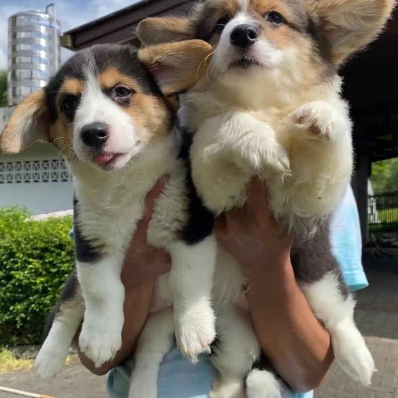 ADORABLE PREMBROKE CORGI PUPPIES (anabelcelia54@gmail.com ) Image eClassifieds4u