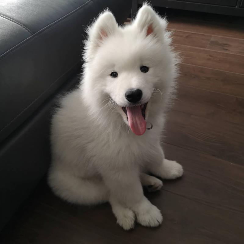 CUTE SAMOYED PUPPIES FOR FREE ADOPTION(jamesmillek11@gmail.com) Image eClassifieds4u
