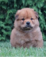 🟥🍁🟥 CANADIAN 🐶 CHOW CHOW PUPPIES AVAILABLE Image eClassifieds4u 1