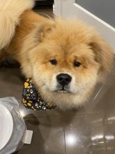 1 Year Old Chow Chow For Sale Image eClassifieds4u 2