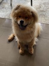 1 Year Old Chow Chow For Sale Image eClassifieds4u 1