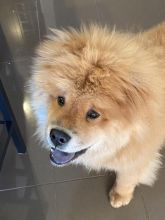 1 Year Old Chow Chow For Sale Image eClassifieds4u 2