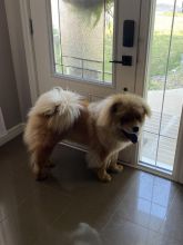 1 Year Old Chow Chow For Sale Image eClassifieds4u 3