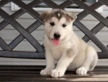 C.K.C MALE AND FEMALE ALASKAN MALAMUTE PUPPIES AVAILABLE Image eClassifieds4U