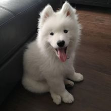 CUTE SAMOYED PUPPIES FOR FREE ADOPTION(jamesmillek11@gmail.com) Image eClassifieds4u 1