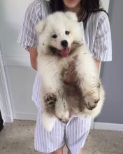 CUTE SAMOYED PUPPIES FOR FREE ADOPTION(jamesmillek11@gmail.com) Image eClassifieds4u 2
