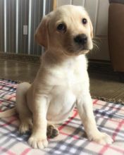 Labrador Puppies Looking For Their Forever Home(marieanny0@gmail.com) Image eClassifieds4u 1