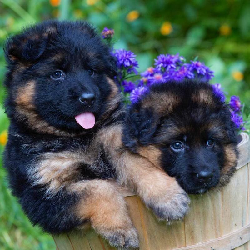 SMART GERMAN SHEPHERD PUPPIES AVAILABLE FOR ADOPTION (mellisamaria261@gmail.com ) Image eClassifieds4u