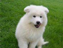 Super adorable Samoyed puppies.